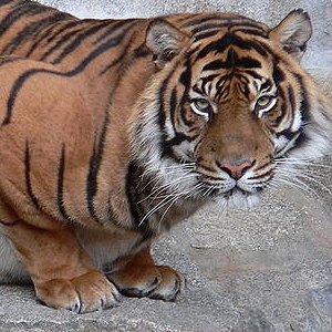 Tierpark Berlin-Friedrichsfelde, Parc zoologique de Berlin Friedrichsfelde