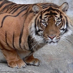 Tierpark Berlin-Friedrichsfelde, Parc zoologique de Berlin Friedrichsfelde